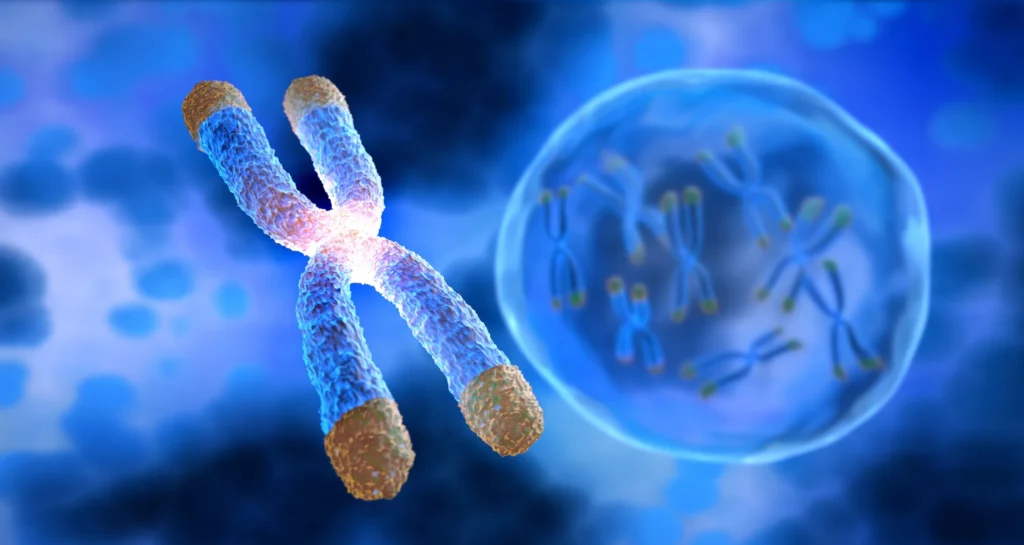 Illustration of a chromosome with telomeres shown as golden caps on each tip, with additional chromosomes visible inside a cell in the background.