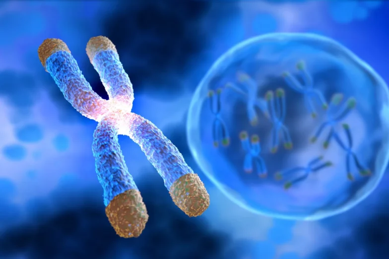 Illustration of a chromosome with telomeres shown as golden caps on each tip, with additional chromosomes visible inside a cell in the background.