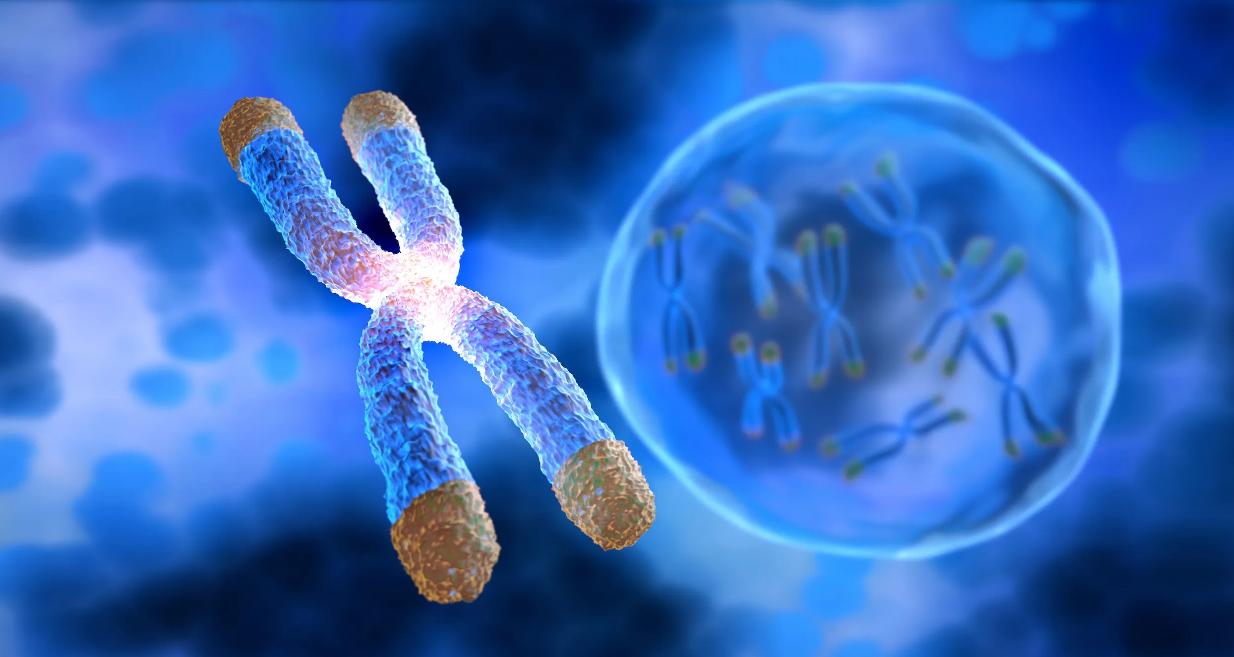 Illustration of a chromosome with telomeres shown as golden caps on each tip, with additional chromosomes visible inside a cell in the background.