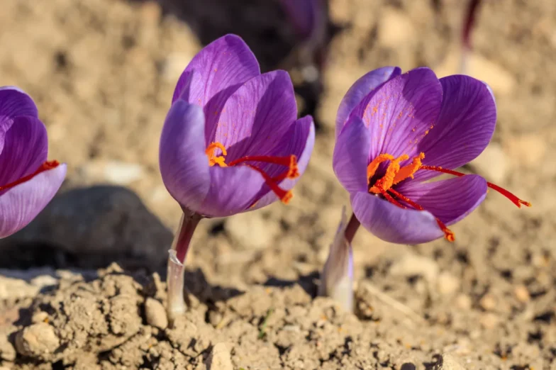 Purple saffron flowers (Crocus sativus) growing in the soil, with red stigmas visible at the center of each bloom.