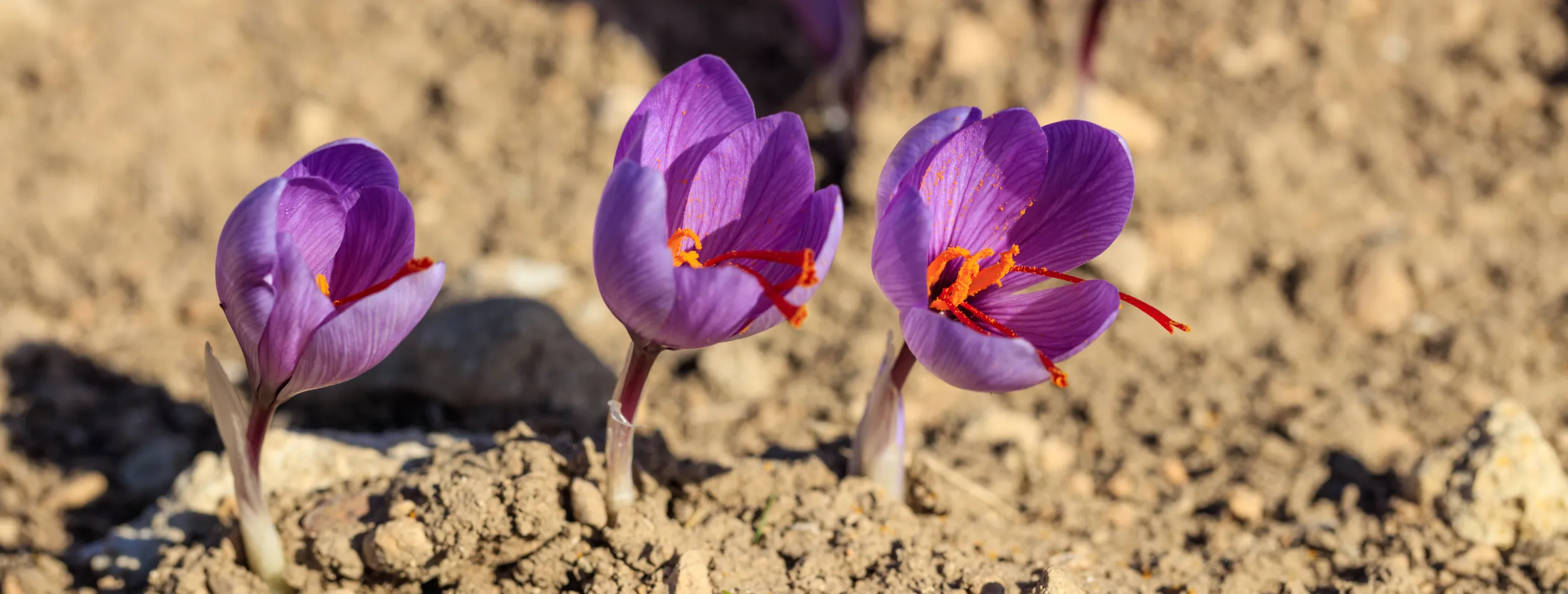 Purple saffron flowers (Crocus sativus) growing in the soil, with red stigmas visible at the center of each bloom.