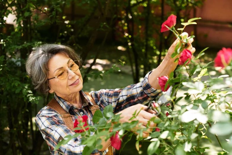 Senior woman tends to her rose garden.