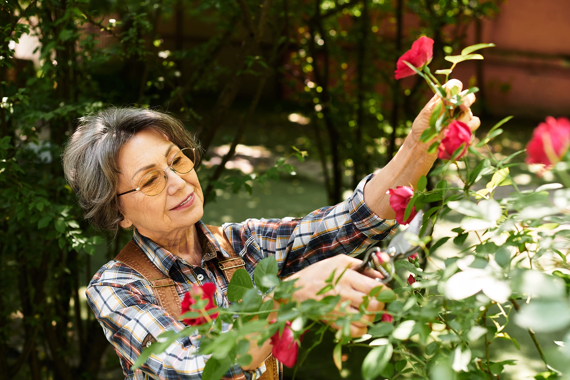 Senior woman tends to her rose garden.