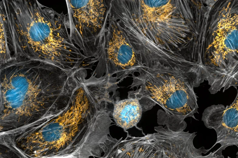 Mitochondria within living cells. Shown in yellow, with nuclei in blue and the cytoskeleton in gray.
