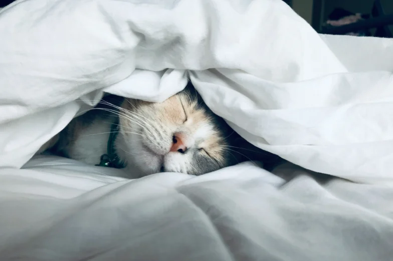 White cat sleeps under white comforter.