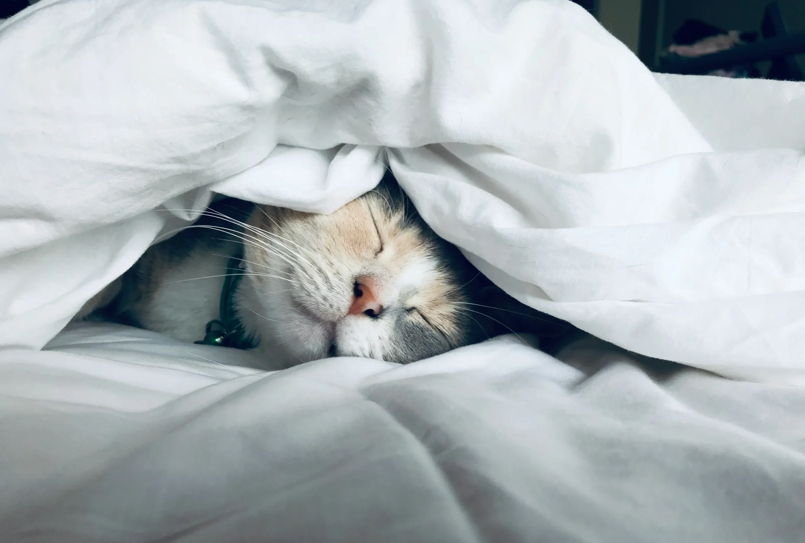 White cat sleeps under white comforter.