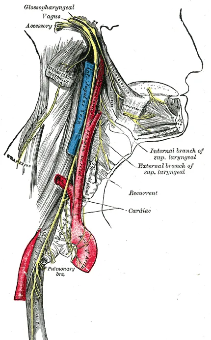 Anatomical illustration showing the vagus nerve extending from the brain through the neck and into the chest.