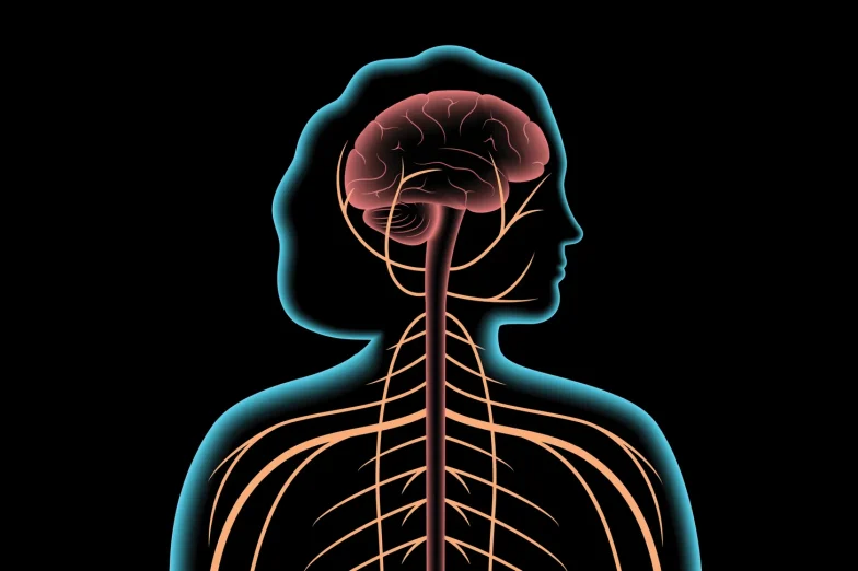 Illustration of the brain and nervous system