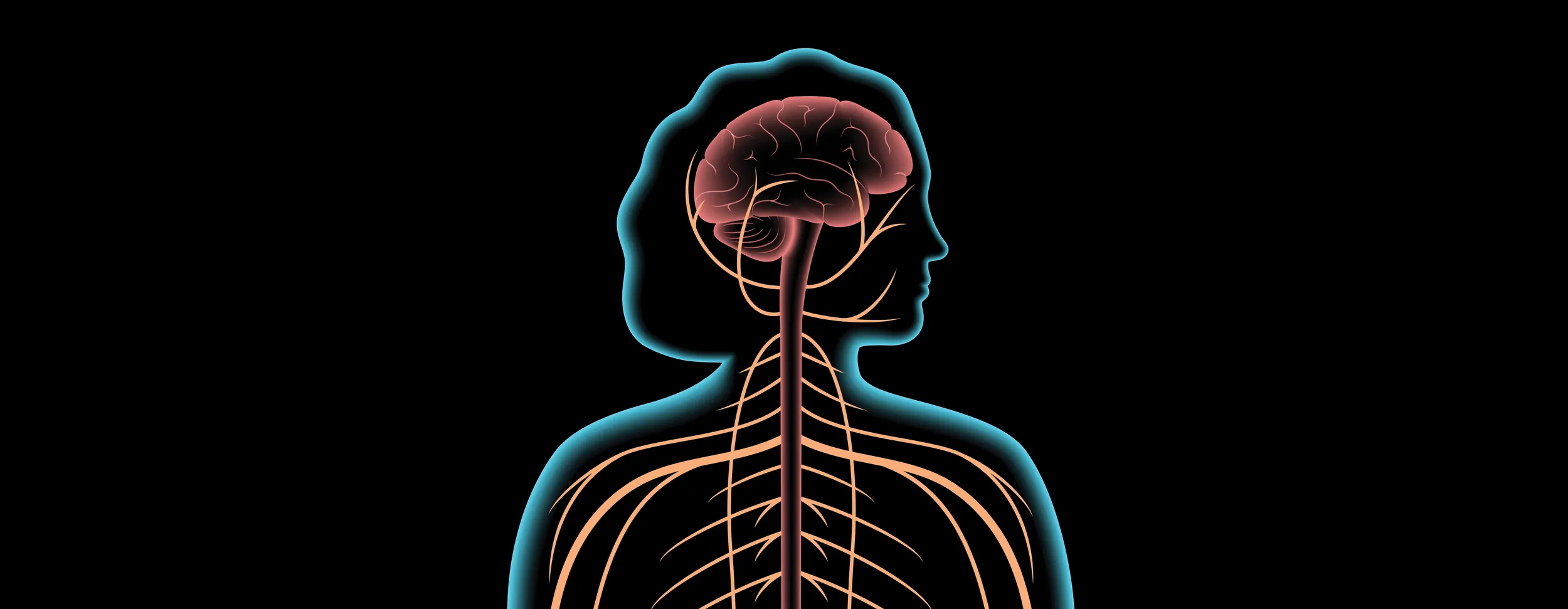Illustration of the brain and nervous system