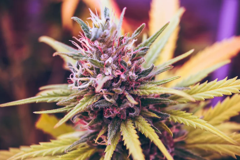 Close-up of a flowering cannabis plant with visible trichomes, pink and white pistils, and green and yellow leaves against a softly blurred purple and orange background.